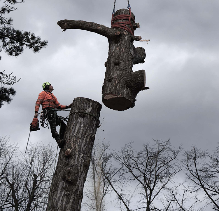 Stockport tree surgeon
