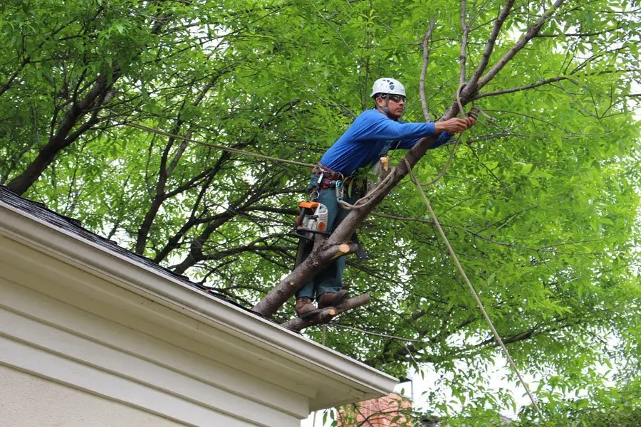 Urban Expansion Pressures Affecting Long-Term Tree Growth Management